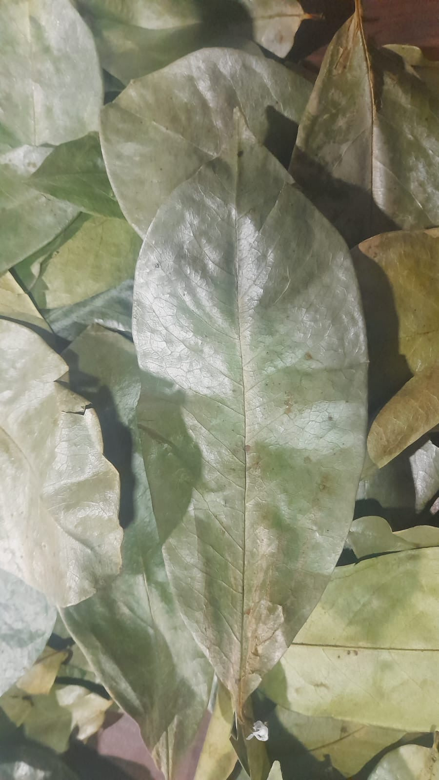 Soursop Leaves Guanabana Graviola Guyabano Leaves