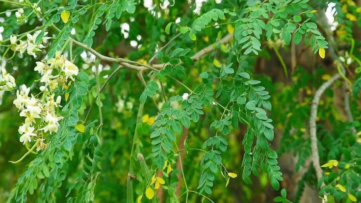 Organic Moringa Oleifera Leaf Powder