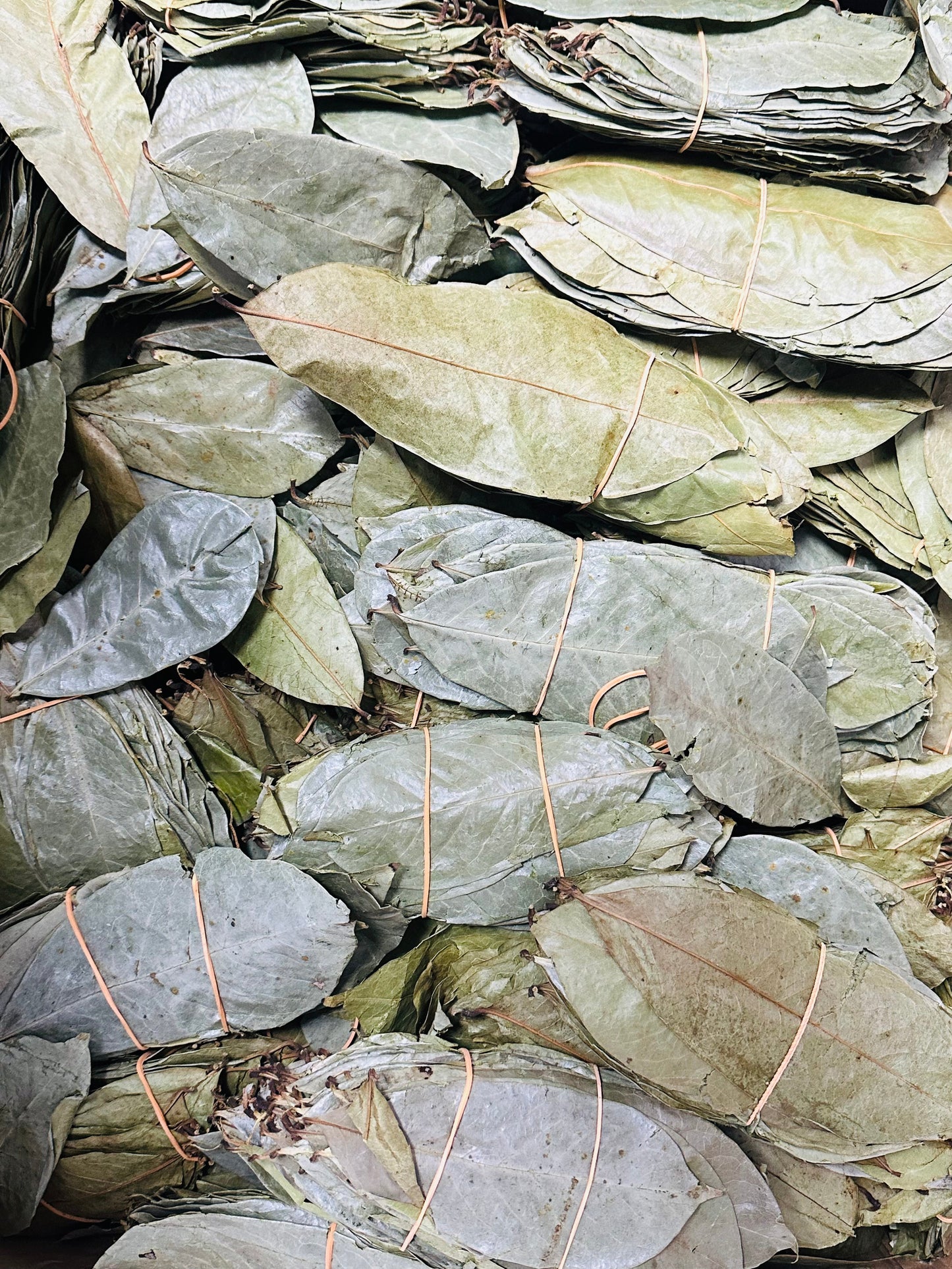 Soursop Leaves Guanabana Graviola Guyabano Leaves