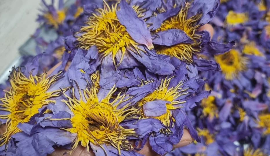 Blue Lotus Flowers - Nymphaea Caerulea Organic
