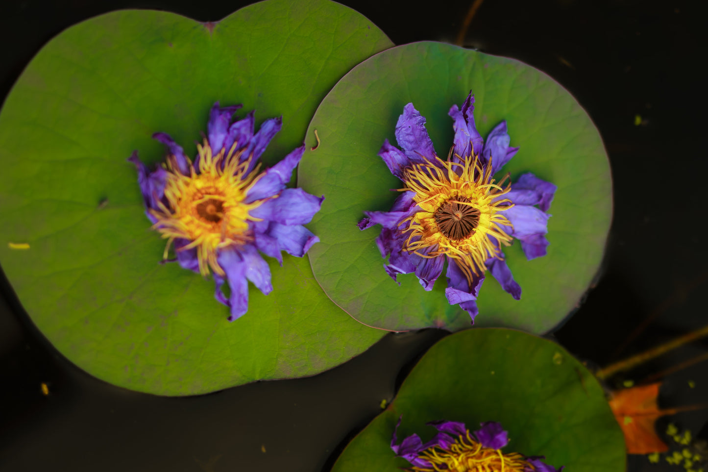 Blue Lotus Flowers - Nymphaea Caerulea Organic