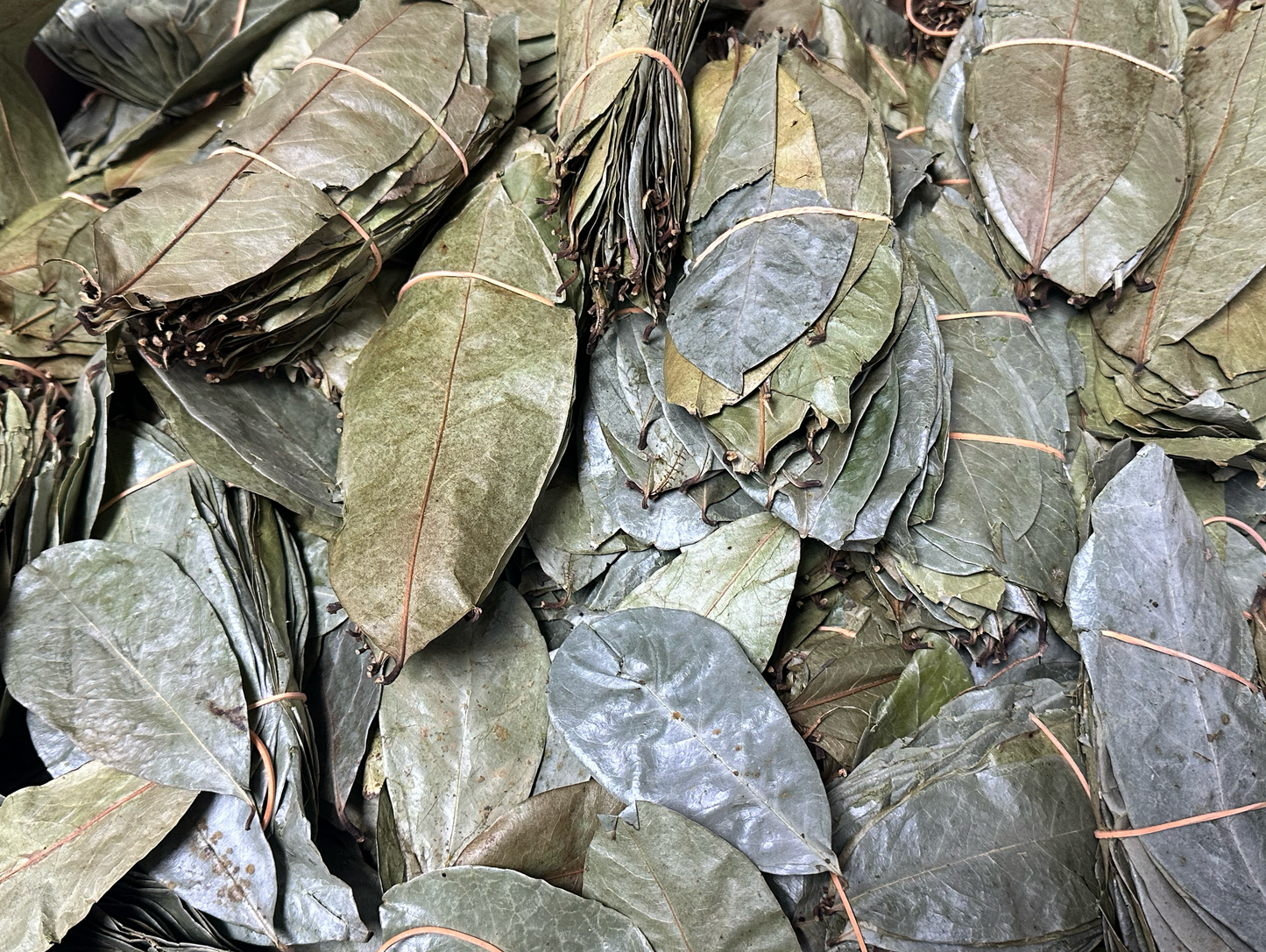 Soursop Leaves Guanabana Graviola Guyabano Leaves