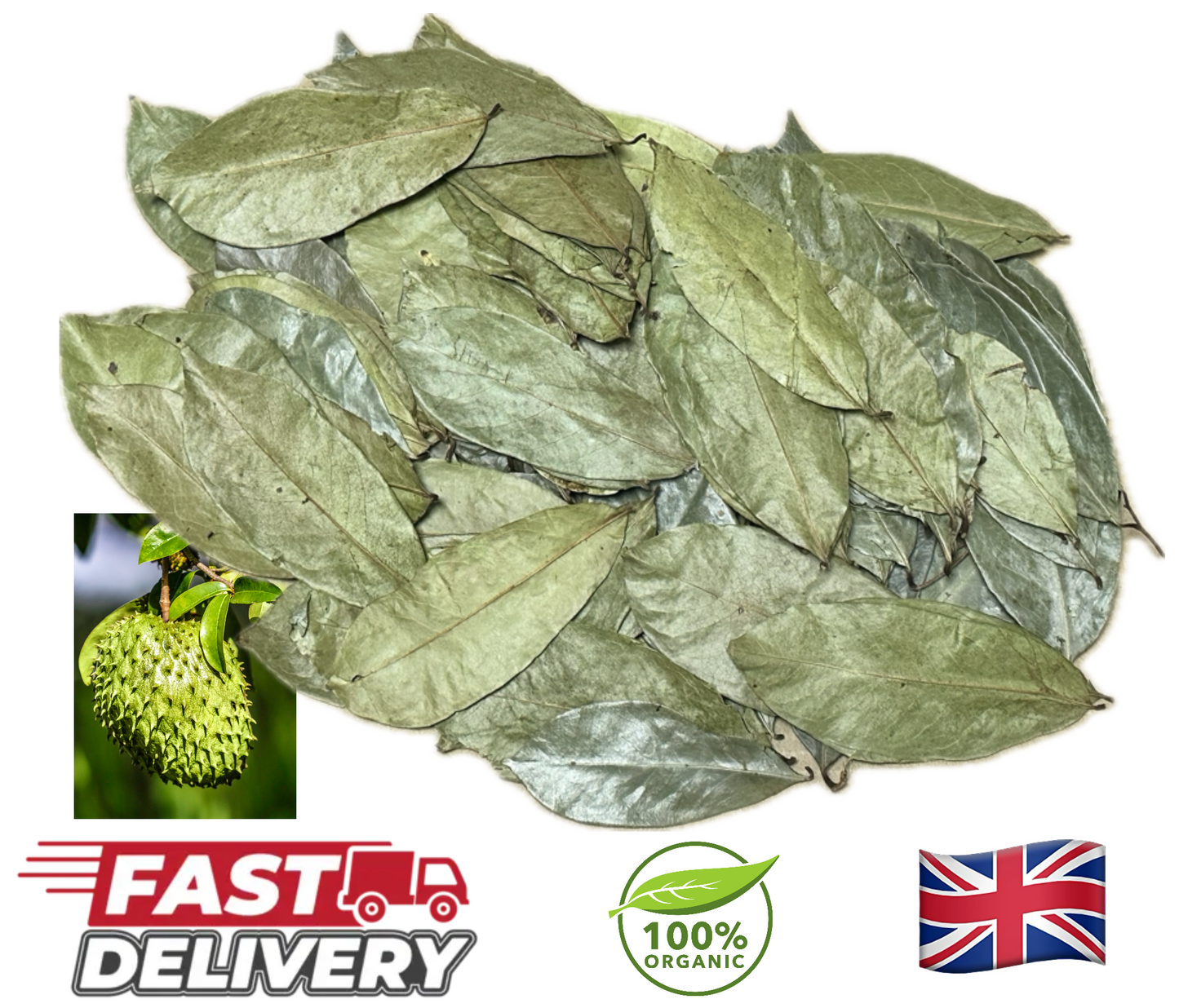 Soursop Leaves Guanabana Graviola Guyabano Leaves