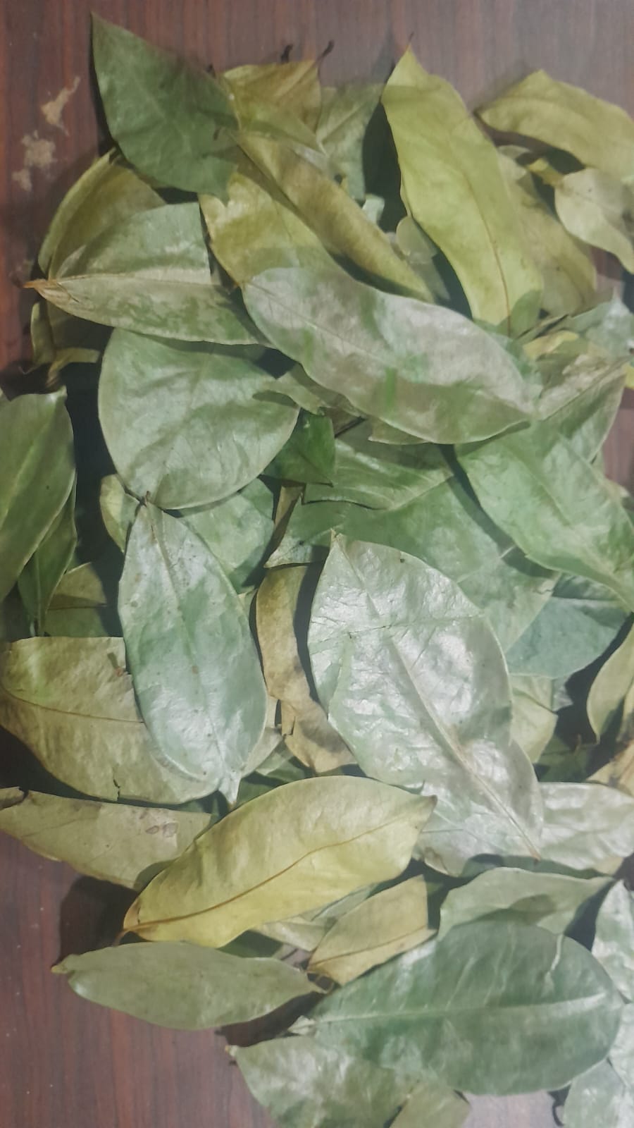 Soursop Leaves Guanabana Graviola Guyabano Leaves