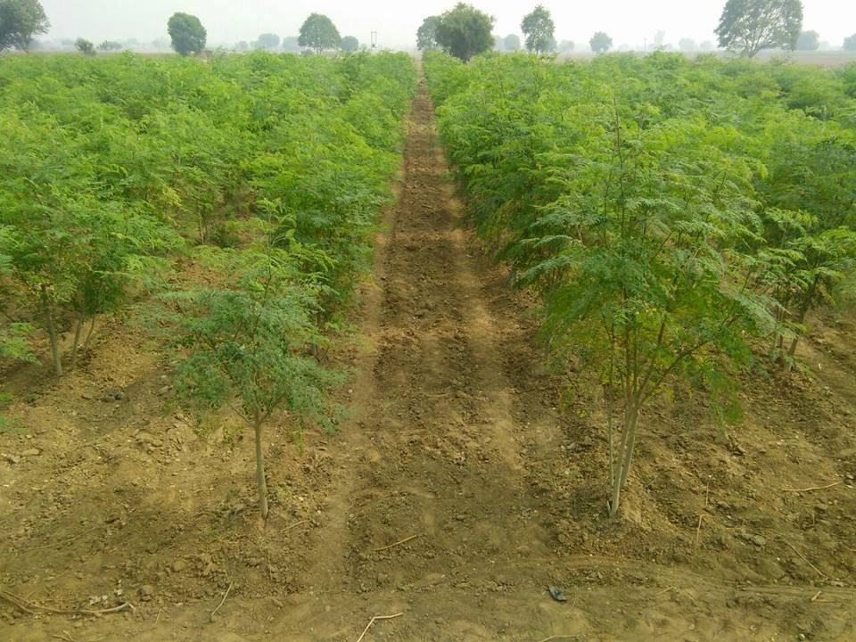 Organic Moringa Oleifera Leaf Powder